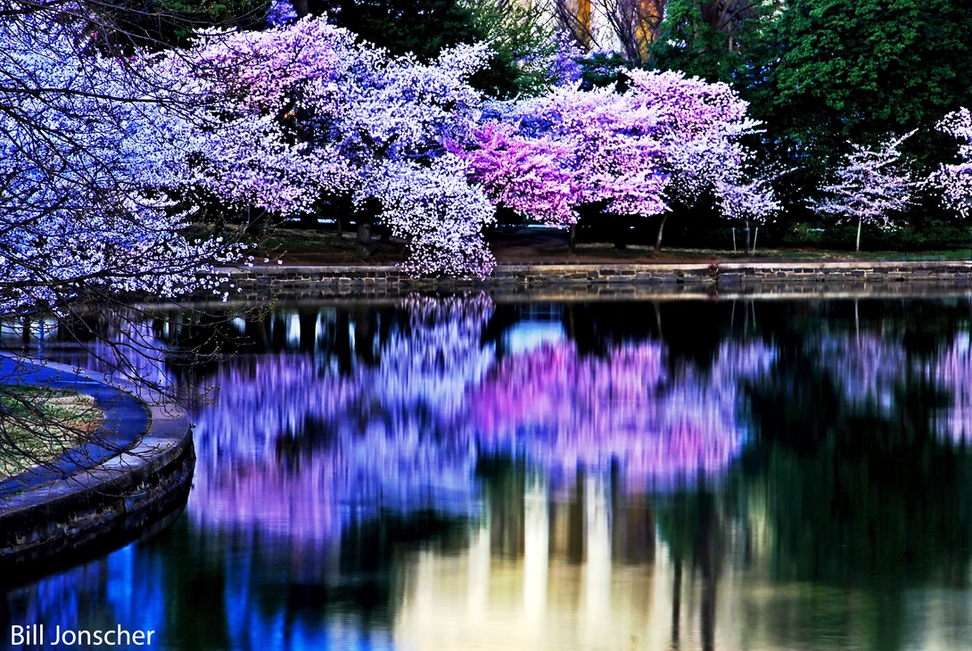 View Cherry Blossom reflections by Bill Jonscher