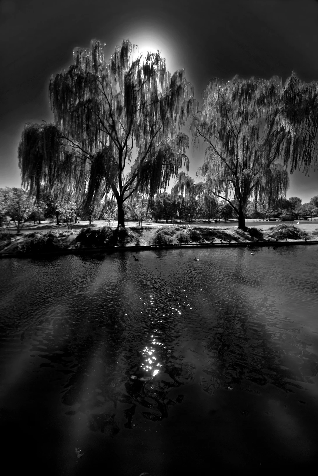 View Constitution Gardens, willow trees by Bill Jonscher