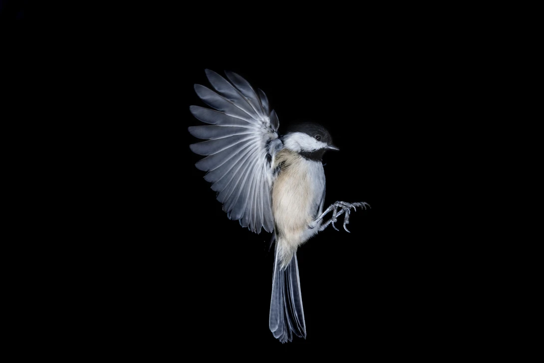 View 3ca4094fbe6e77b2844d4fd0216d6515.jpg by Michael Rowlandson