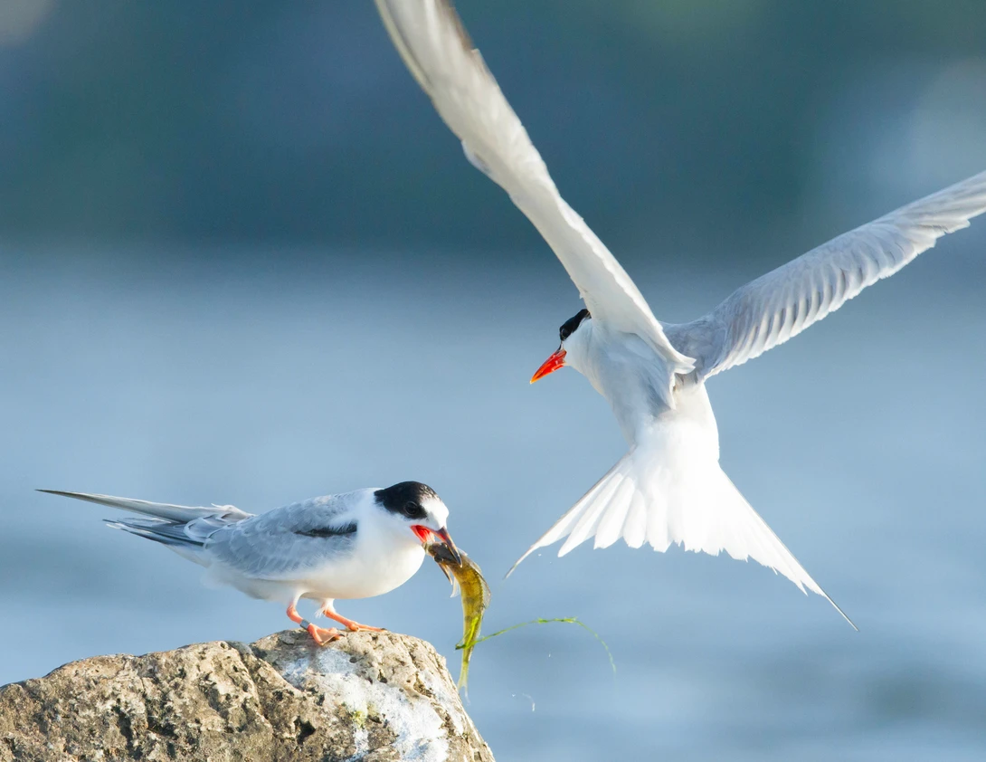 View 58041310bd1438d3df889078d6fef59a.jpg by Michael Rowlandson