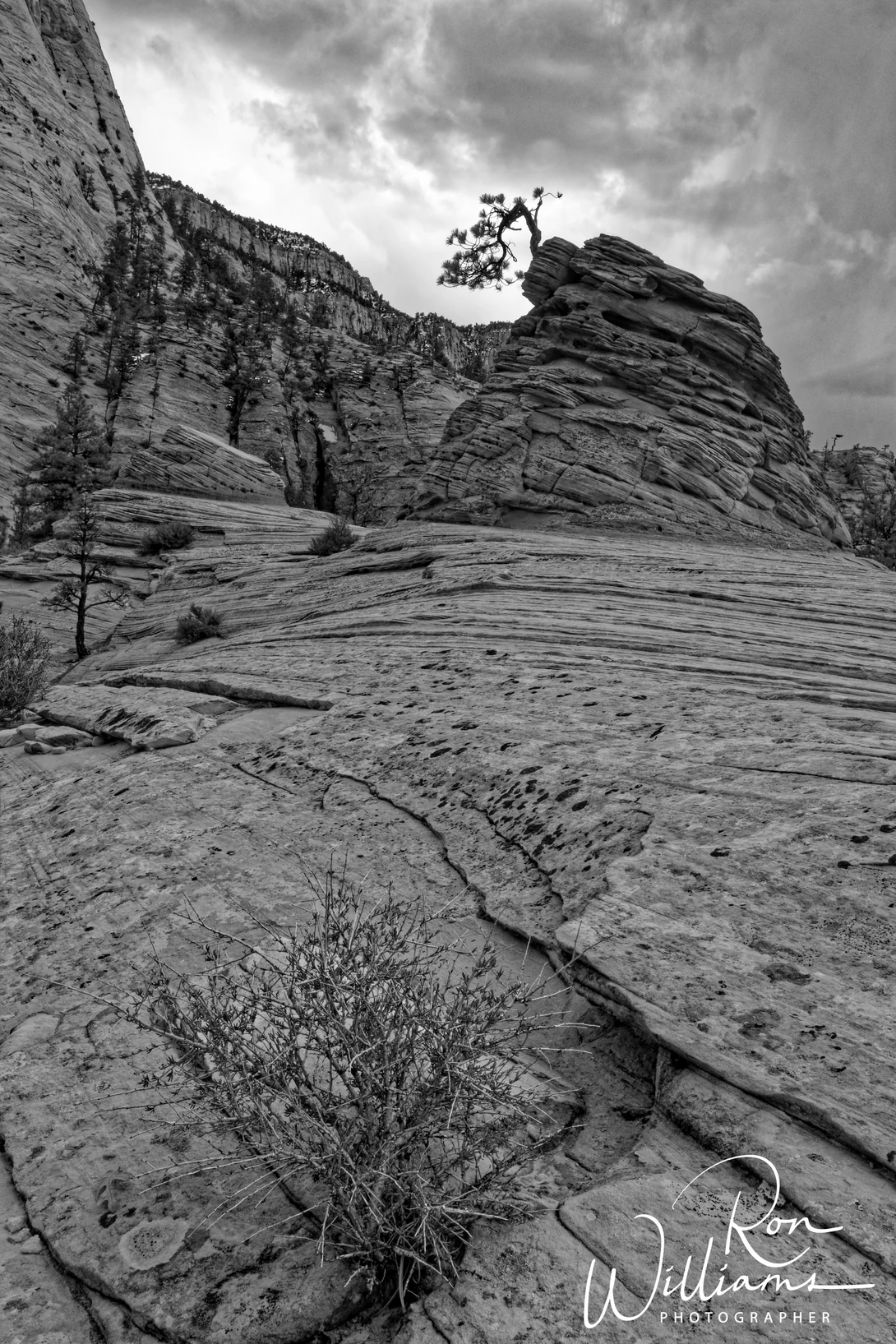 View Bonsai in Zion by Ron Williams