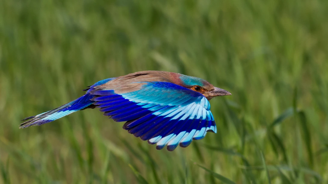 View Indian Roller by Awais Mustafa