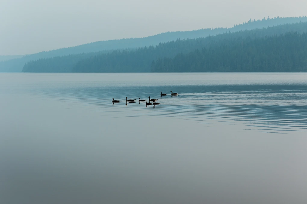 View canadian geese on mohun lake by Tris White