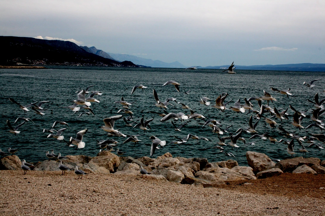 View Winter walk by the sea by Ante Barbir