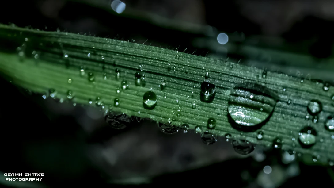 View macro by osamh shtiwe