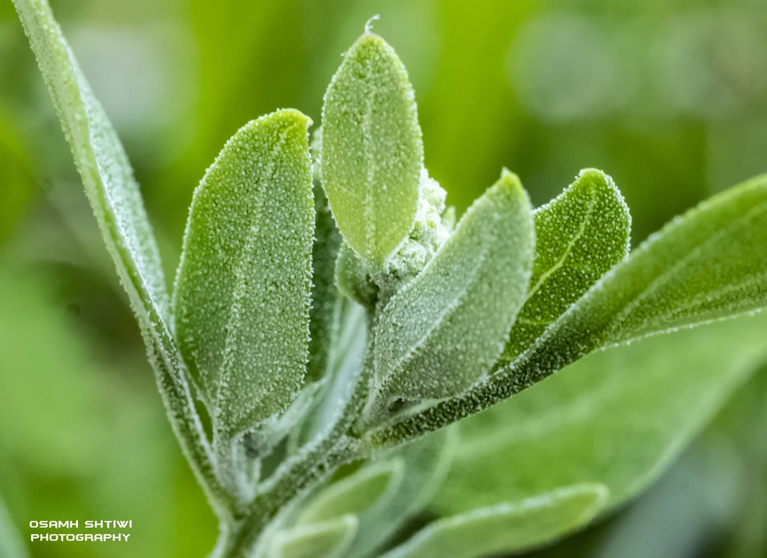 View Macro by osamh shtiwe