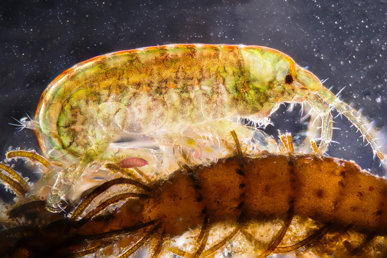 Gammarus Fish Gammarus Locusta - 50x by David Wilson | Fstoppers