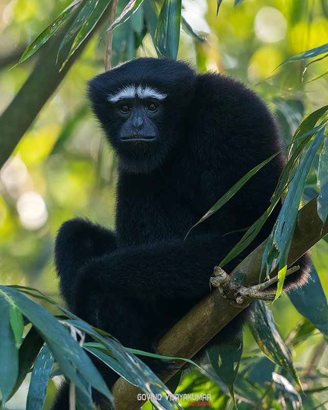 Hoolock Gibbon by Govind Vijayakumar | Fstoppers