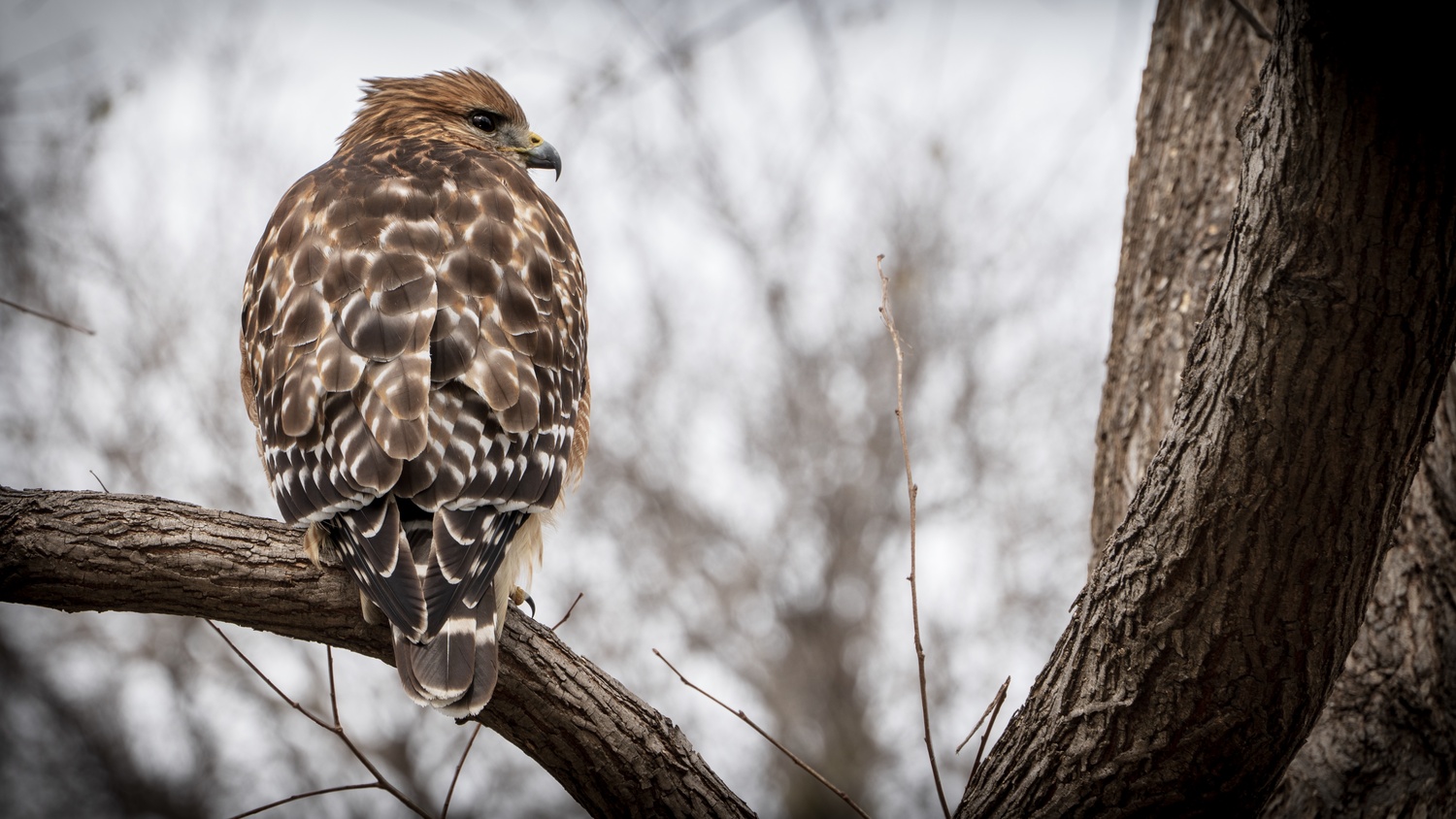 Hawk Traffic Stop | Groups | Fstoppers