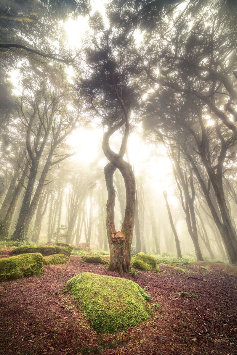 Infinity Tree | Fstoppers