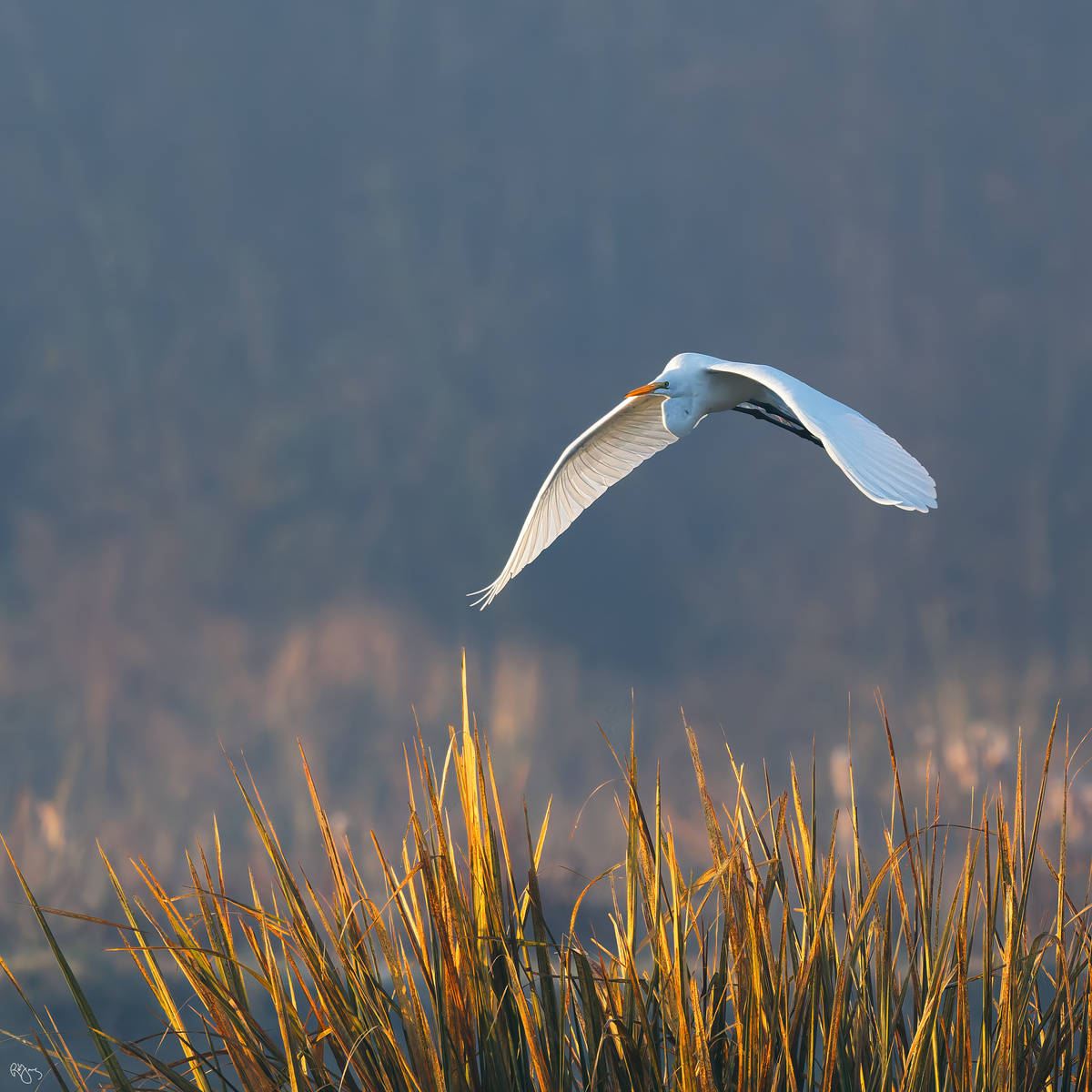 Great Egret by Roy Gipson Young | Fstoppers