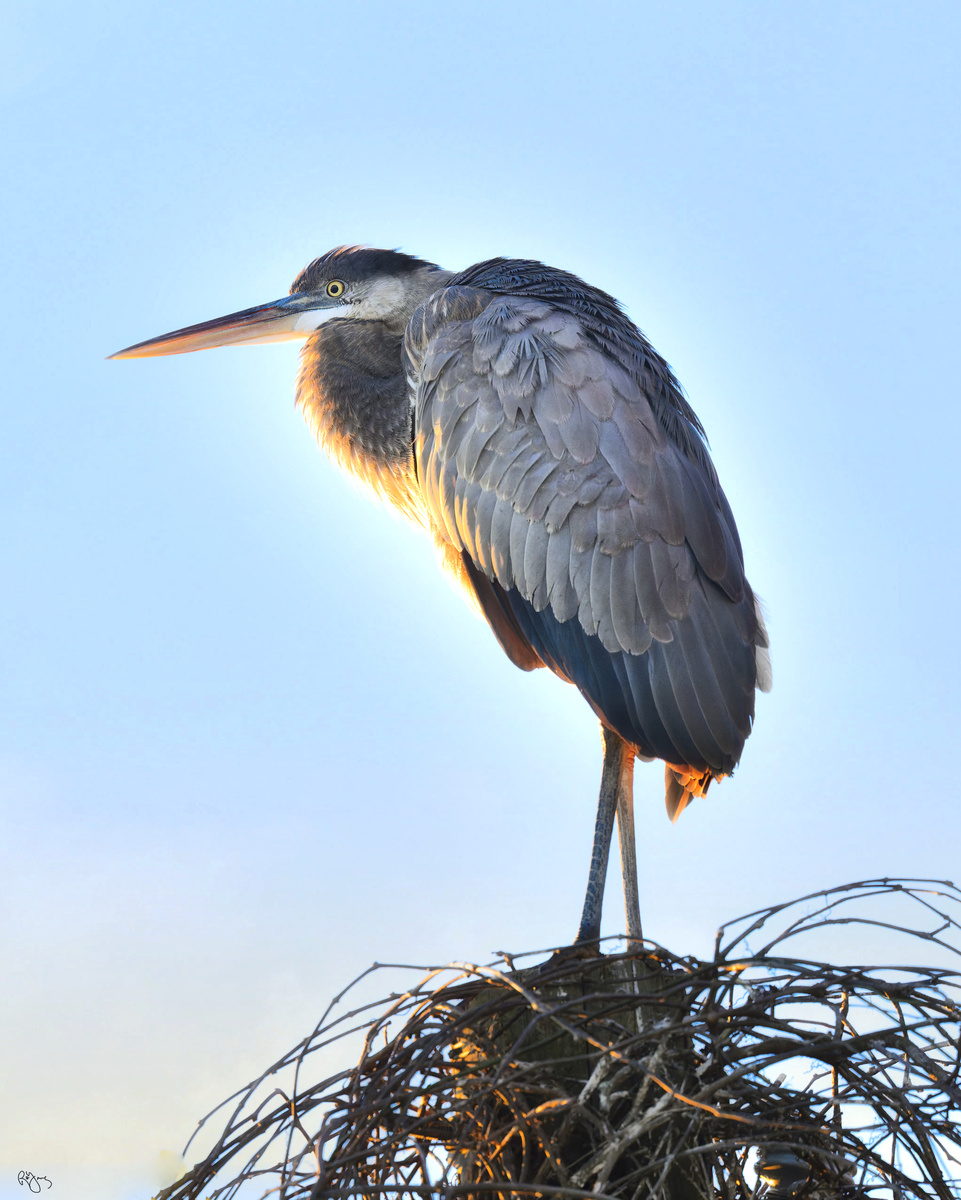 Great Blue by Roy Gipson Young | Fstoppers