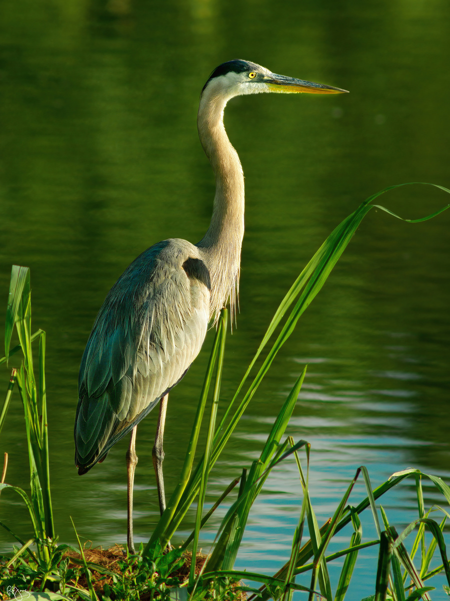 Great Blue Heron by Roy Gipson Young | Fstoppers