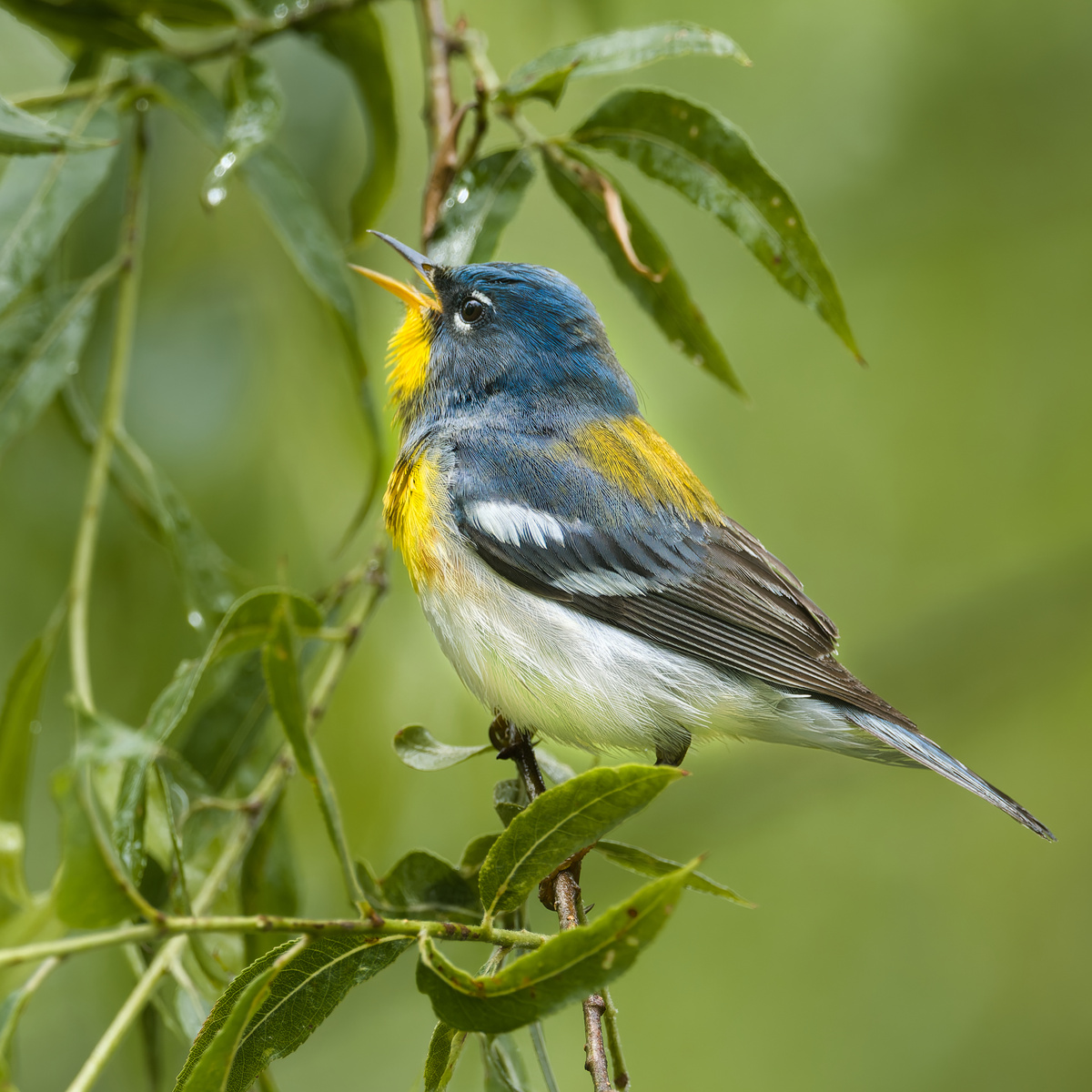 Northern Parula by Roy Gipson Young | Fstoppers