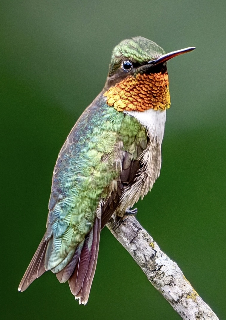 Male Ruby Throated Hummingbird by Alan Palmer | Fstoppers