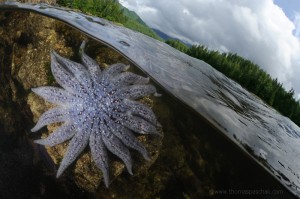 Thomas Peschak, fstoppers, Reese Moore, nature photography
