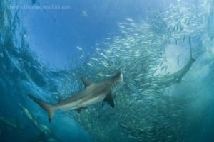 Thomas Peschak, fstoppers, nature photography, Reese Moore