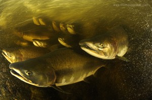 Thomas Peschak, fstoppers, nature photography, Reese Moore