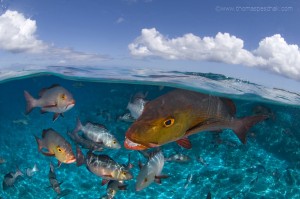 Thomas Peschak, fstoppers, nature photography