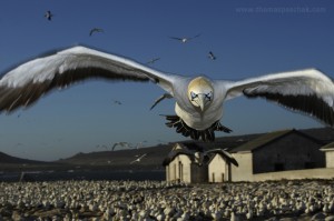 Thomas Peschak, fstoppers, Reese Moore, nature photography