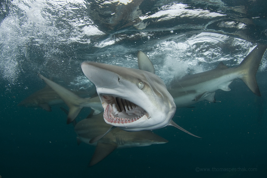 Photographing Great Whites: Thomas Peschak Shoots To Save The Planet