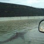 hurricane shark fake hurricane shark puerto rico fake