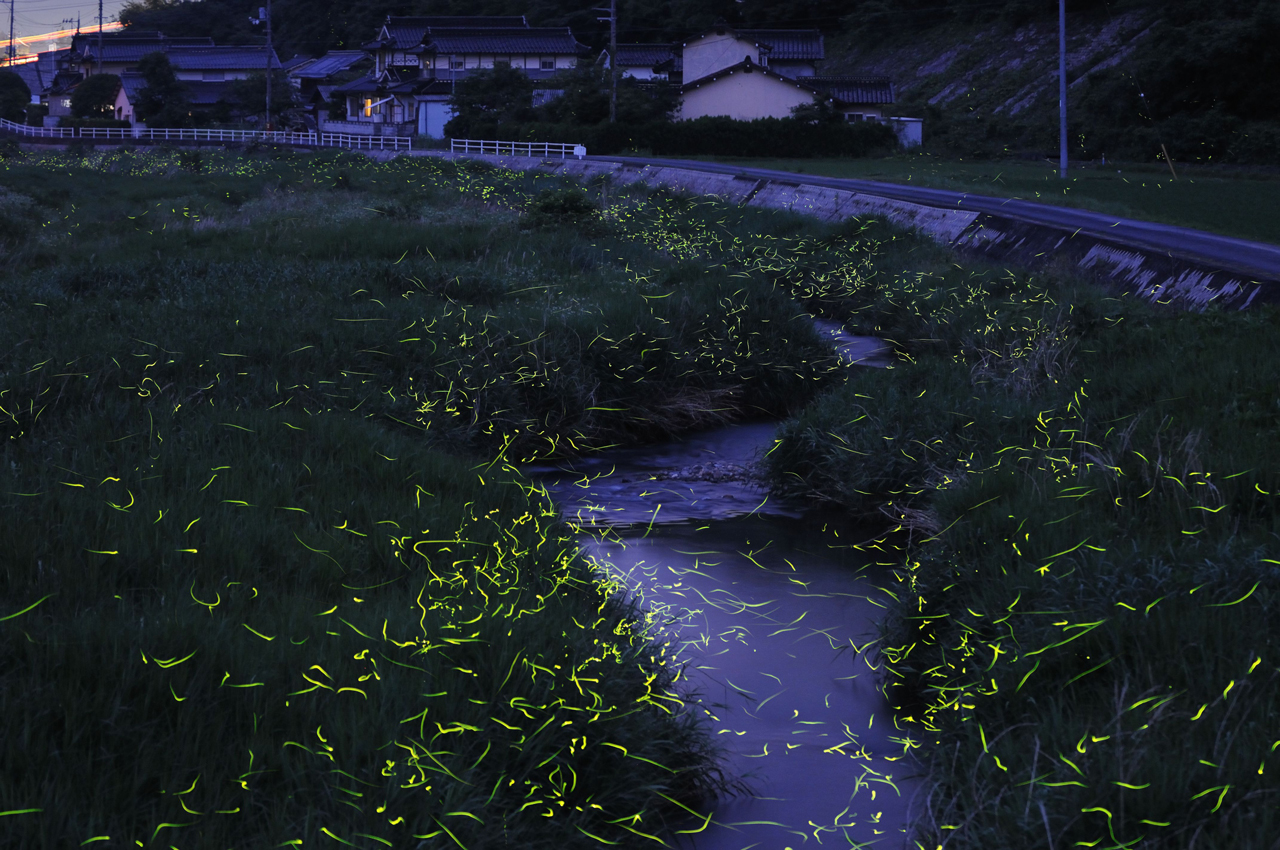 [Pics] Long Exposure Images Of Lightning Bugs In Japan Fstoppers