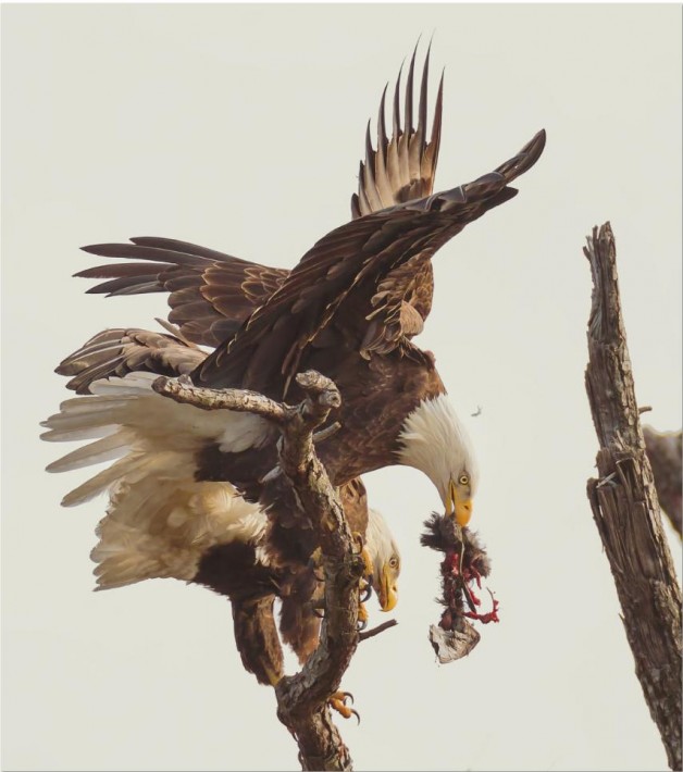 Smithsonian-photo-contest-naturalworld-bald-eagle-carnage-eating-don-holland