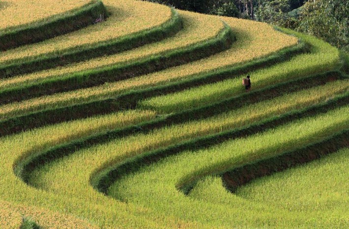 Smithsonian-photo-contest-travel-rice-terrace-vietnam-voanh-kiet