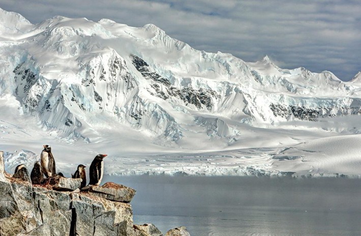 smithsonian-photo-contest-naturalworld-bird-penguins-arctic-glacier-neal-piper