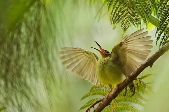 smithsonian-photo-contest-naturalworld-bird-spiderhunter-wings-bjorn-olesen