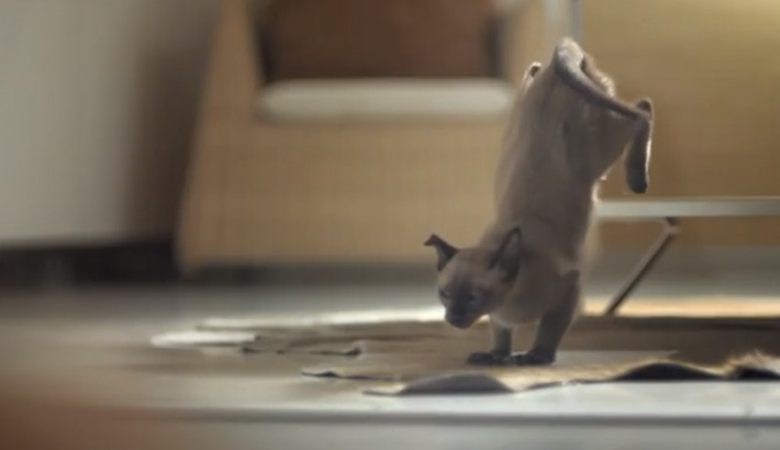 IKEA-Releases-100-Cats-Into-a-Store-and-the-Result-is-Beautiful-Review
