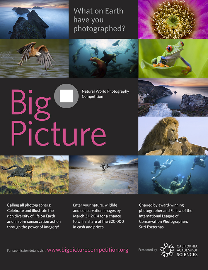 big picture photo competition