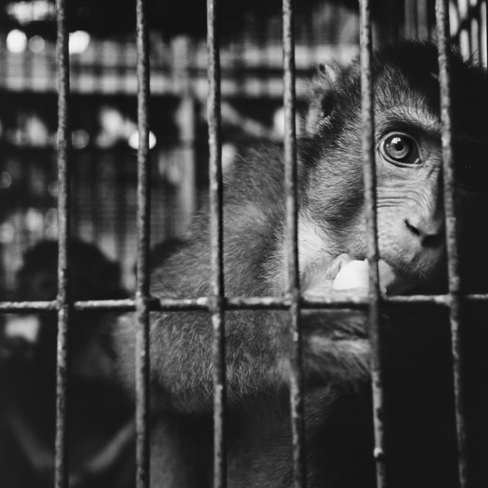 Trading to Extinction-Book