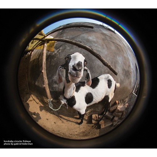 lensbaby fisheye photo by gabriel biderman goat animal
