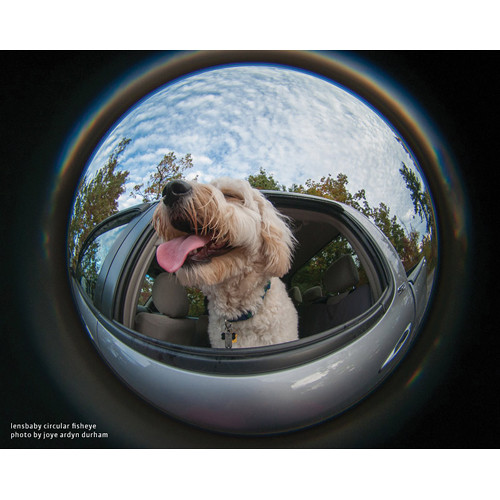 lensbaby fisheye photo by joye ardyn durham dog