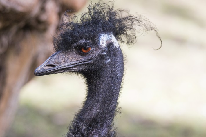tamron 150_600 f 5 - 6.3 review 2
