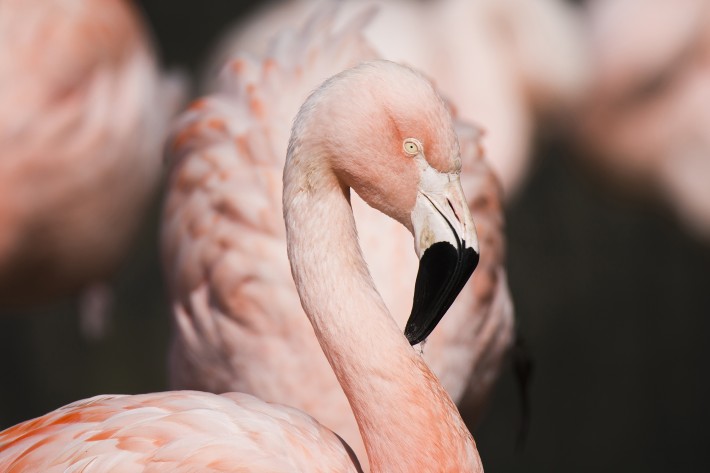 tamron 150_600 f 5 - 6.3 review 5